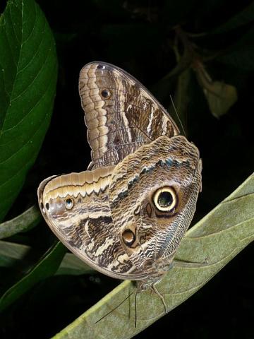 mariposa azul misionera en Opaybo.JPG